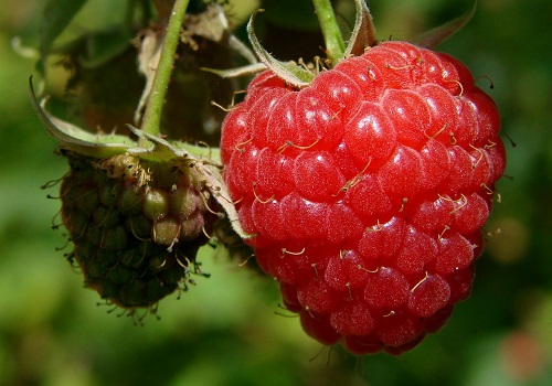 Soft Fruit is easy to grow and much cheaper than buying