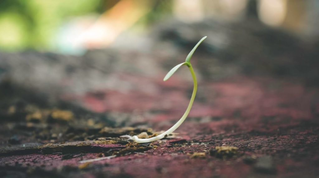 Preventing Pests In Your Garden 5 Strategies For Success Gardeners Club