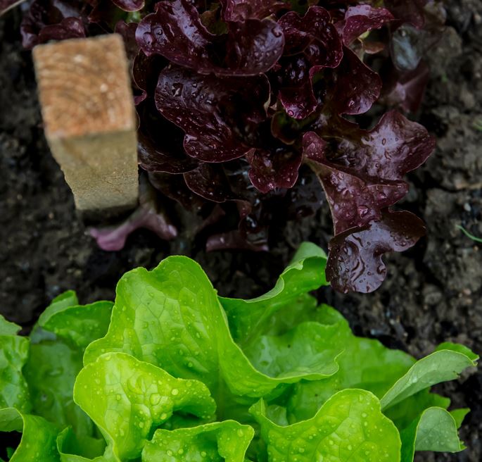 Summer Salad Tips: Your Simple Guide To Growing Lettuce At Home ...