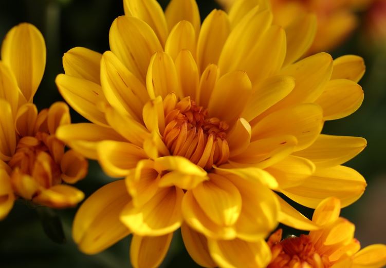 Chrysanthemum / RHS Gardening