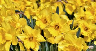 Daffodils