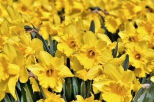 Daffodils