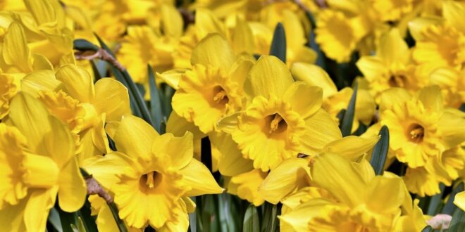 Daffodils